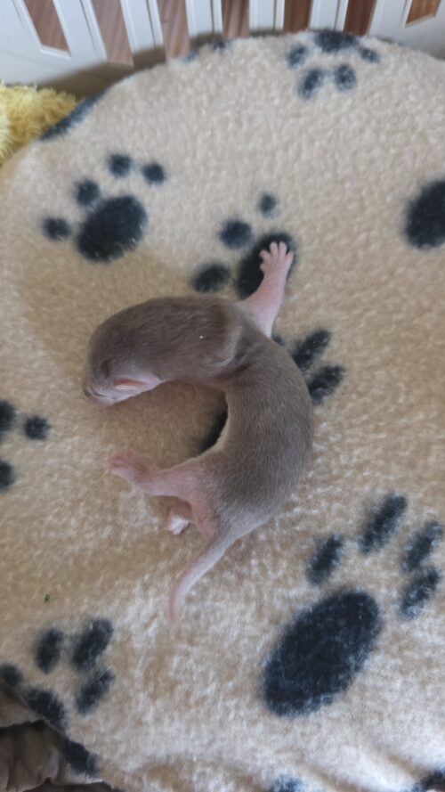 Stinki