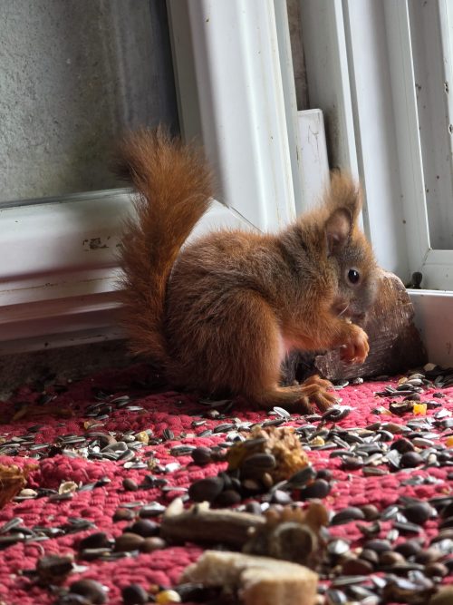 Hörnchen Filou
